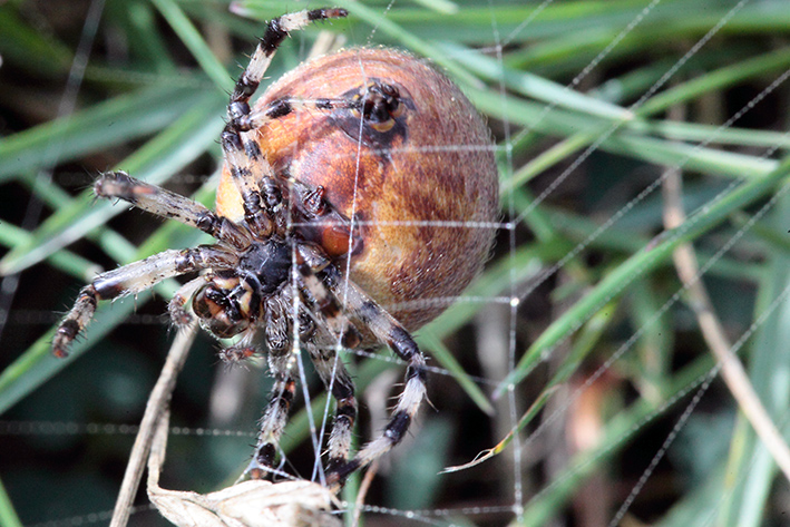 Araneus quadratus - Molini di Triora (IM)